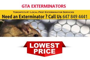 GTA-Exterminators-Toronto
